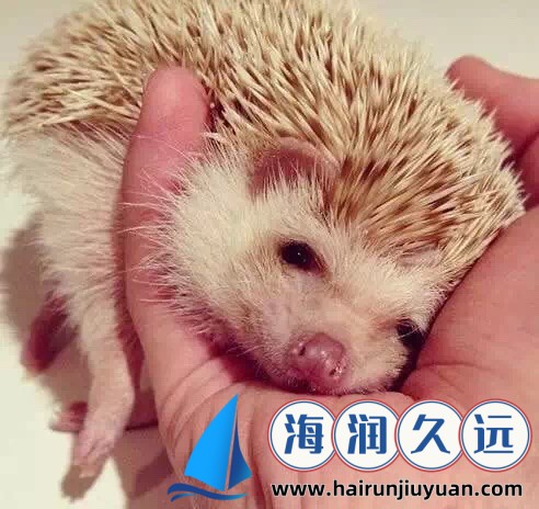 【全网疯传】哔咔哔咔漫画官网隐藏入口曝光！资深用户深夜实测，这5大真相让人震惊！