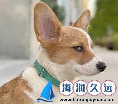 罗志祥5G天天奭多人观后感评论：技术与娱乐的完美融合